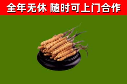 魏县回收散虫草