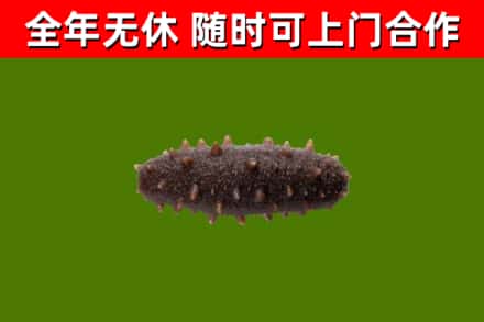 魏县回收海参干